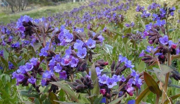 Lungwort برای تهیه دمنوشی که باعث بزرگ شدن آلت تناسلی می شود